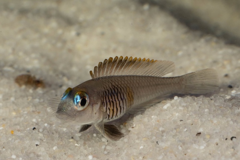 Lamprologus laparogramma 'Namansi'